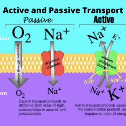 Transport worksheet active passive chessmuseum