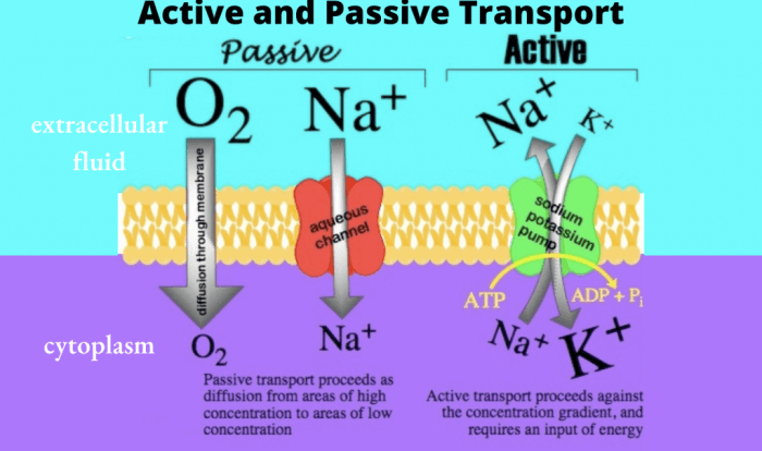 Transport worksheet active passive chessmuseum