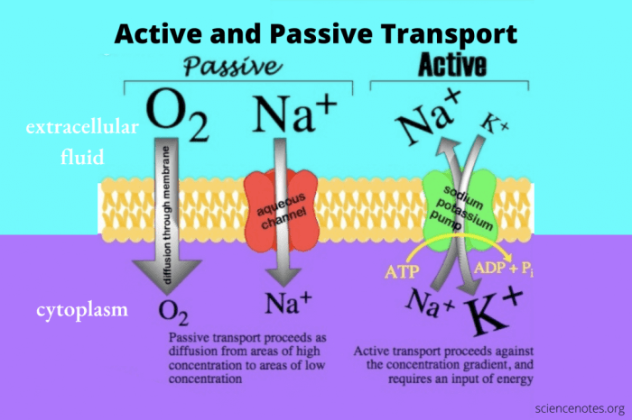 Transport worksheet active passive chessmuseum