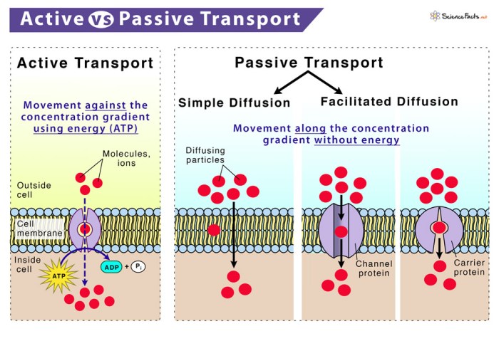 Active & passive transport worksheet