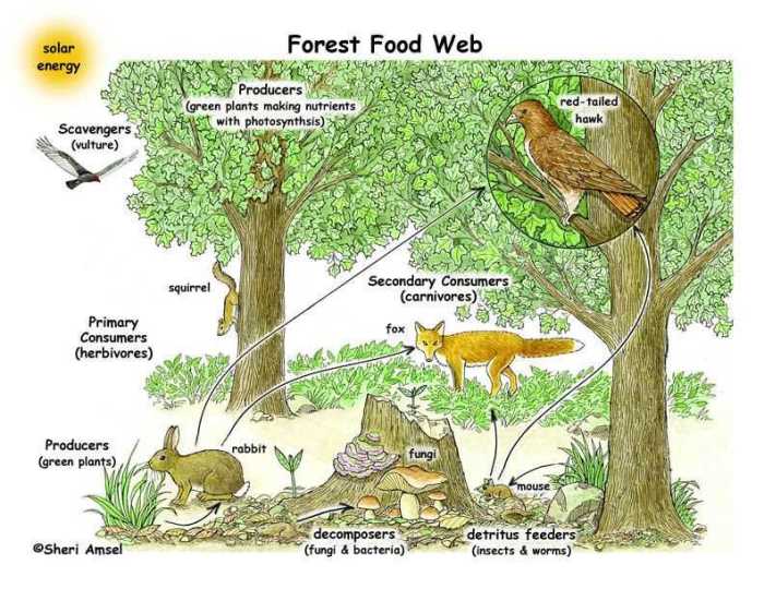 Gizmo forest ecosystem answers key