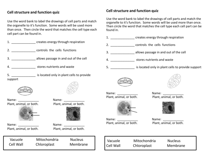 Cell structure and function worksheet answers pdf