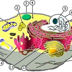 Cell structure worksheet reviewed curated