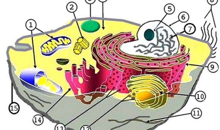 Cell structure worksheet reviewed curated