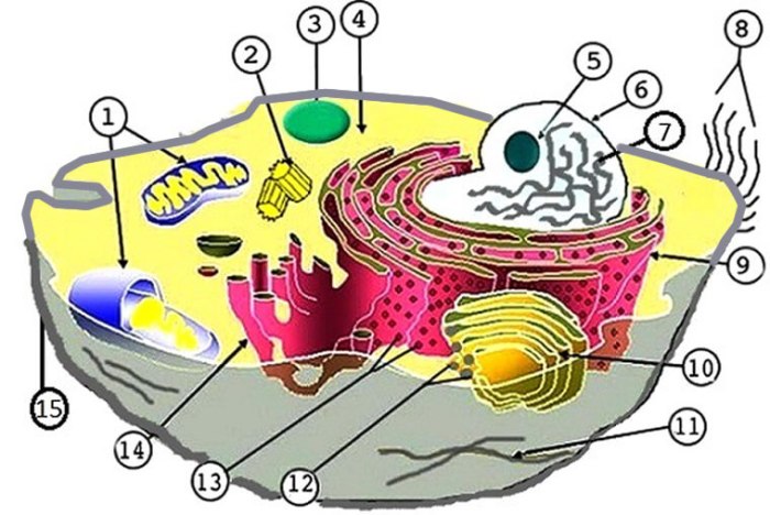 Cell structure worksheet reviewed curated