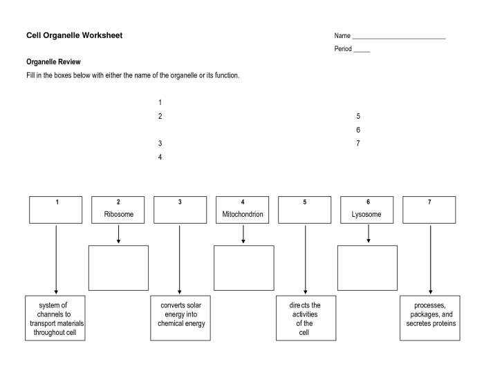 Cell structure and processes practice worksheet