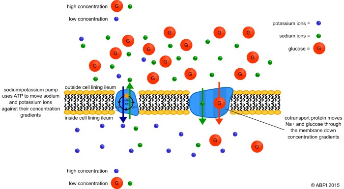 Transport across the cell membrane worksheet