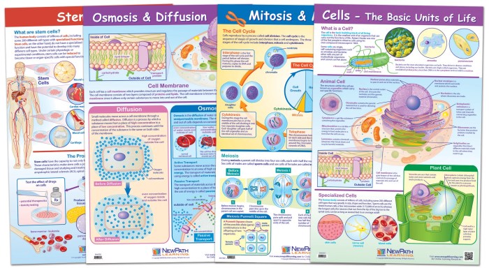 Cell structure and processes practice worksheet