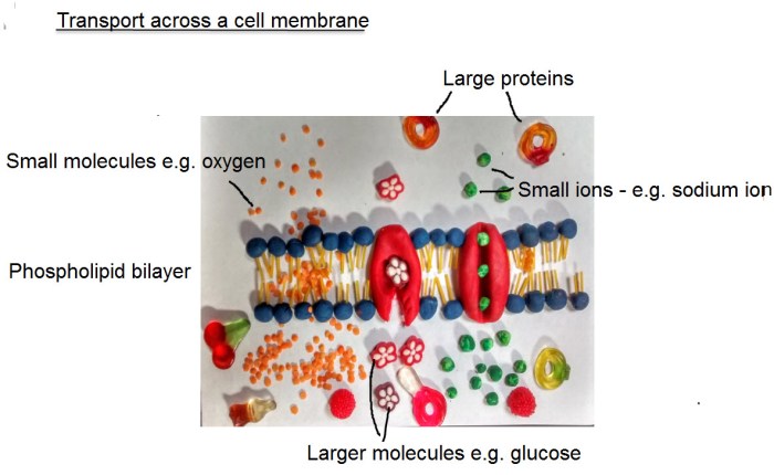 Transport across the cell membrane worksheet