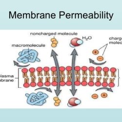 Transport across the cell membrane worksheet