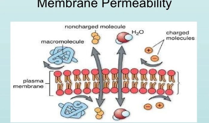 Transport across the cell membrane worksheet